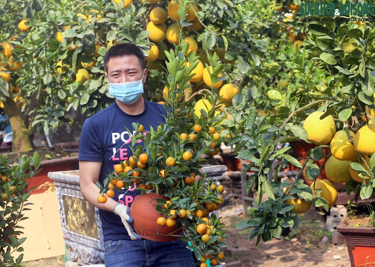 Bưởi diễn cổ thụ giá đến 50 triệu đồng/gốc xuống phố đón Tết ở Thủ đô - Ảnh 15. Bưởi diễn cổ thụ giá đến 50 triệu đồng/gốc xuống phố đón Tết ở Thủ đô - Ảnh 15.