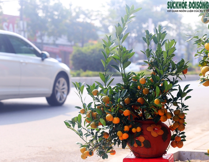 Bưởi diễn cổ thụ giá đến 50 triệu đồng/gốc xuống phố đón Tết ở Thủ đô - Ảnh 16. Bưởi diễn cổ thụ giá đến 50 triệu đồng/gốc xuống phố đón Tết ở Thủ đô - Ảnh 16.