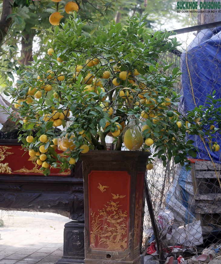 Bưởi diễn cổ thụ giá đến 50 triệu đồng/gốc xuống phố đón Tết ở Thủ đô - Ảnh 13. Bưởi diễn cổ thụ giá đến 50 triệu đồng/gốc xuống phố đón Tết ở Thủ đô - Ảnh 13.