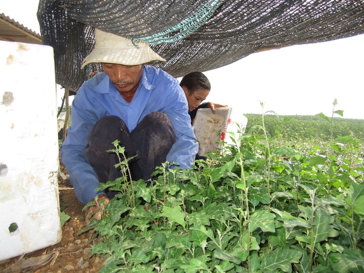 Hướng đi mới cho nông dân Quảng Trị với vùng dược liệu xuất đi Hoa Kỳ - Ảnh 2. Hướng đi mới cho nông dân Quảng Trị với vùng dược liệu xuất đi Hoa Kỳ - Ảnh 2.