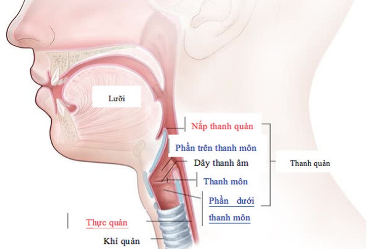 Ung thư thanh quản: Dấu hiệu, nguyên nhân, điều trị và tiên lượng - Ảnh 1. Ung thư thanh quản: Dấu hiệu, nguyên nhân, điều trị và tiên lượng - Ảnh 1.