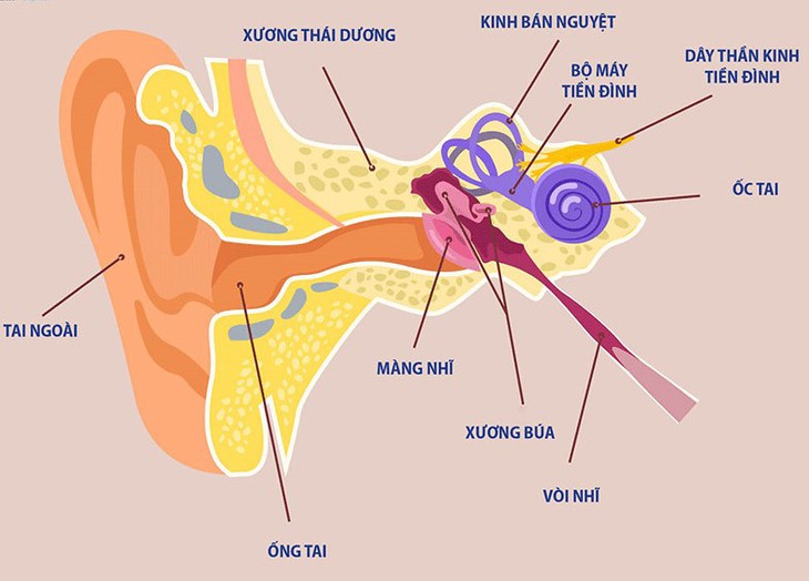 Rối loạn tiền đình là gì? Ai dễ mắc và điều trị thế nào? - Ảnh 1.