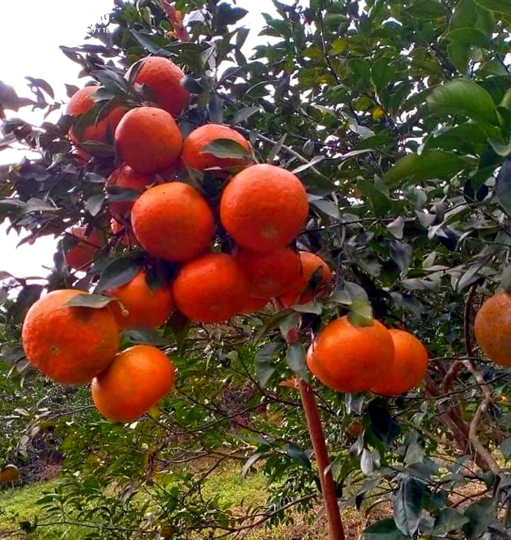 “Thủ phủ” cam bù nức tiếng ở Hà Tĩnh vào mùa thu hoạch - Ảnh 3. “Thủ phủ” cam bù nức tiếng ở Hà Tĩnh vào mùa thu hoạch - Ảnh 3.