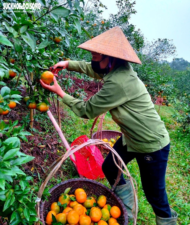 “Thủ phủ” cam bù nức tiếng ở Hà Tĩnh vào mùa thu hoạch - Ảnh 9. “Thủ phủ” cam bù nức tiếng ở Hà Tĩnh vào mùa thu hoạch - Ảnh 9.