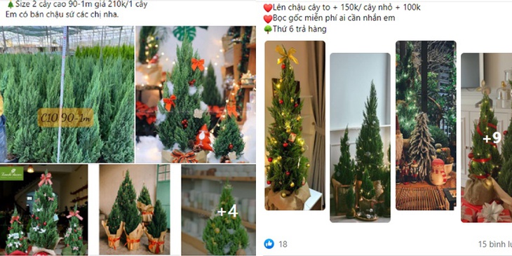 Dịch bệnh khó khăn, cây sơn tùng "soán ngôi" thay thông đắt đỏ trong mùa Giáng Sinh - Ảnh 4.