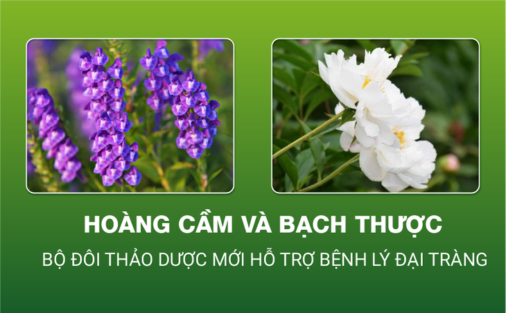 Bí mật từ bộ đôi thảo dược hoàng cầm, bạch thược - Ảnh 2.