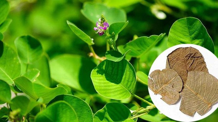 Bài thuốc phòng và trị sỏi đường tiết niệu - Ảnh 1. Bài thuốc phòng và trị sỏi đường tiết niệu - Ảnh 1.