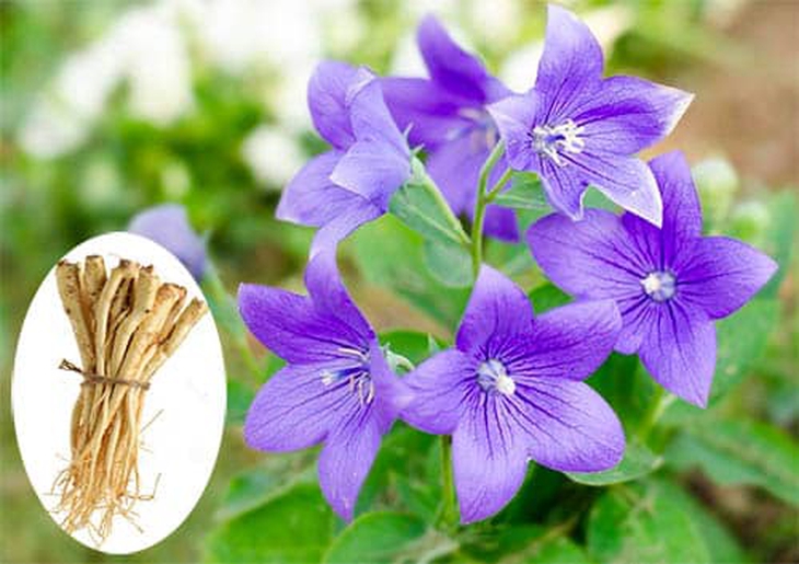 Bại độc tán - Bài thuốc trị cảm mạo, suy giảm đề kháng - Ảnh 1.