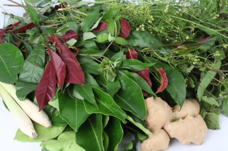 Cây đại bi chữa ho, cảm sốt - Ảnh 2.