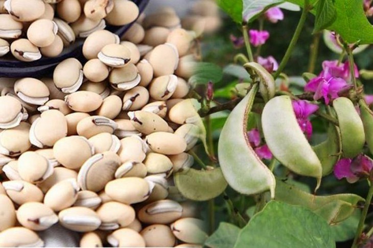 Cháo thuốc bổ dưỡng thanh nhiệt ngày hè - Ảnh 3.