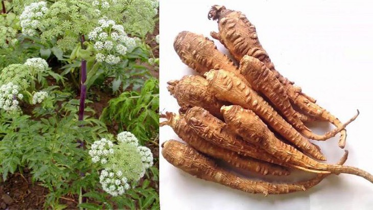 Một số bài thuốc trị cảm mạo - Ảnh 3. Một số bài thuốc trị cảm mạo - Ảnh 3.