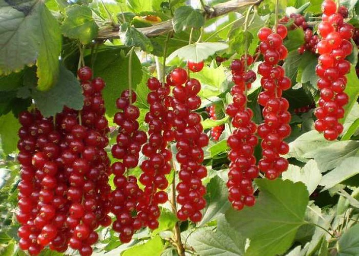 Bài thuốc từ ngũ vị tử điều trị bệnh gan và tim mạch - Ảnh 1. Bài thuốc từ ngũ vị tử điều trị bệnh gan và tim mạch - Ảnh 1.
