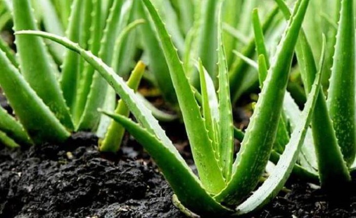 Lô hội làm đẹp da - Ảnh 1. Lô hội làm đẹp da - Ảnh 1.