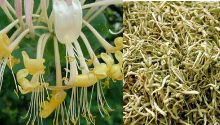 Bài thuốc trị tiêu chảy - Ảnh 2. tiêu chảy