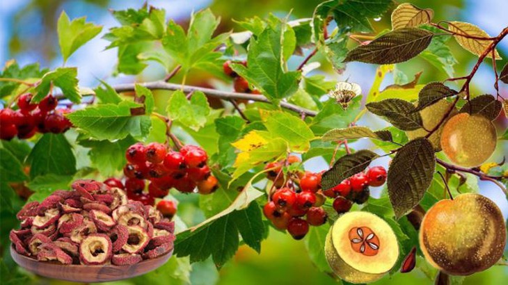 Bài thuốc trị tiêu chảy - Ảnh 3. tiêu chảy
