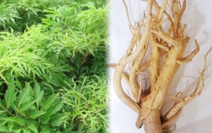 Đinh lăng - Vị thuốc có nhiều công năng trị bệnh