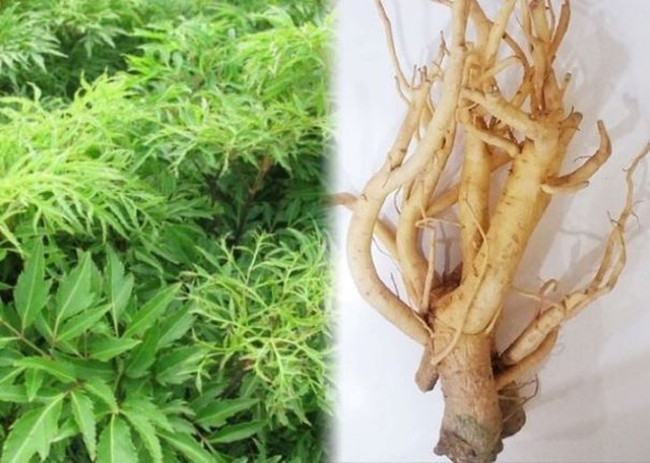 Đinh lăng - vị thuốc có nhiều công năng - Ảnh 3.