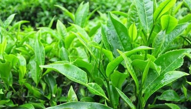 Tắm lá trị rôm sảy - Ảnh 5.