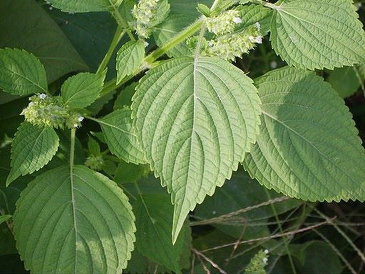 Tía tô kháng khuẩn, kháng virus, chống ung thư - Ảnh 1. Tía tô kháng khuẩn, kháng virus, chống ung thư - Ảnh 1.