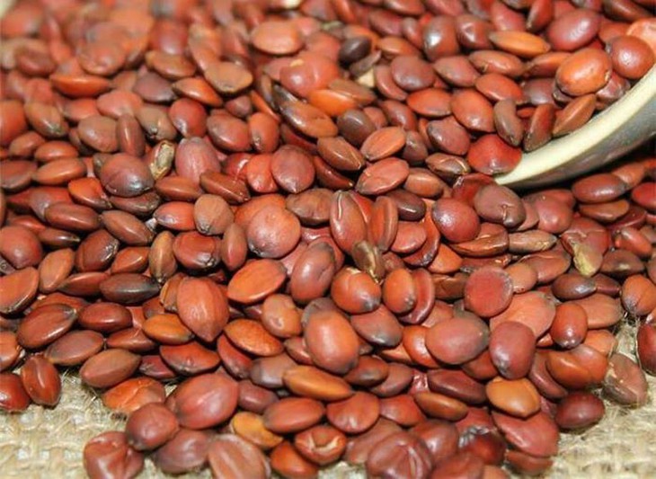 Bài thuốc bổ tâm tỳ, trừ phiền giúp ngủ ngon - Ảnh 4.