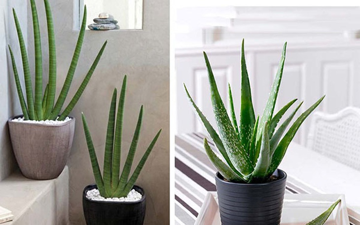 Loạt cây cảnh không chỉ đẹp mà còn có tác dụng chữa bệnh