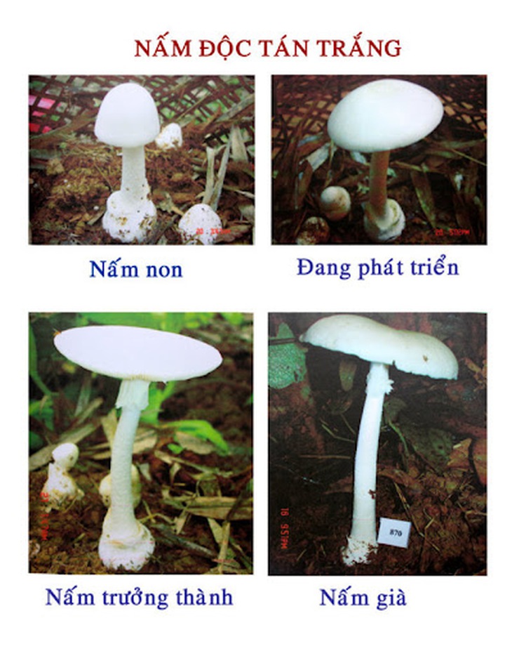 Nấm cực độc có vẻ ngoài giản dị như nấm trồng khiến nhiều người nguy kịch - Ảnh 2.