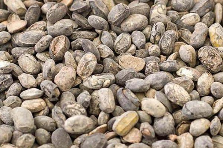 Đậu đen nâng cao sức đề kháng, hỗ trợ điều trị COVID-19 - Ảnh 2.