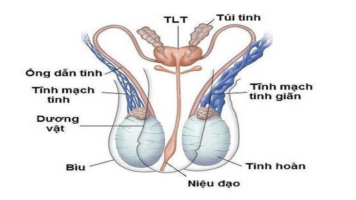 Cách nhận biết giãn tĩnh mạch tinh- Ảnh 1.