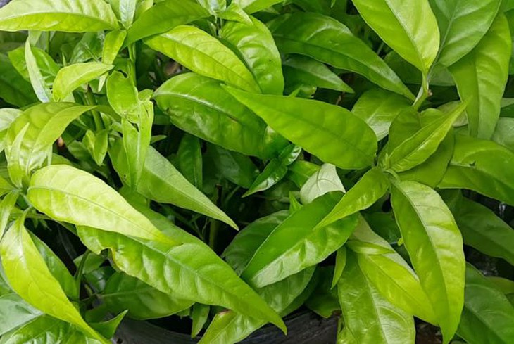 Xạ đen – tăng sức đề kháng, ngăn ngừa ung thư - Ảnh 4.