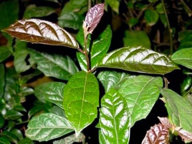 Xạ đen – tăng sức đề kháng, ngăn ngừa ung thư - Ảnh 2.
