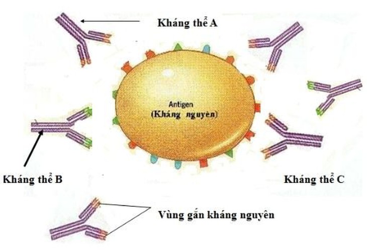 Hiểu thêm về liệu pháp kháng thể đơn dòng trong điều trị COVID-19 - Ảnh 1.