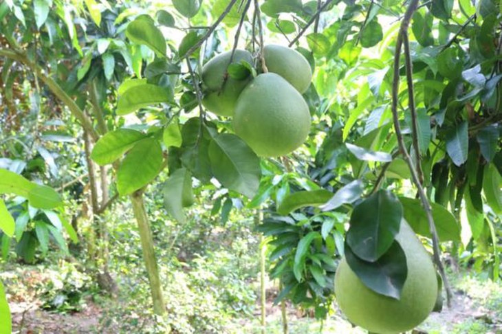 Cách xông, đánh cảm chữa cảm cúm bằng thuốc nam    - Ảnh 1.