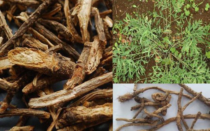 Bài thuốc trị đau khớp gối - Ảnh 2. Bài thuốc trị đau khớp gối - Ảnh 2.