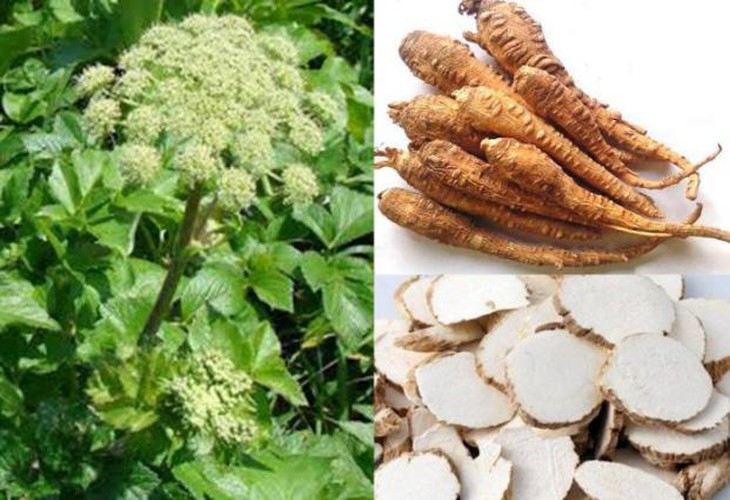 Bài thuốc trị đau khớp gối - Ảnh 3. Bài thuốc trị đau khớp gối - Ảnh 3.