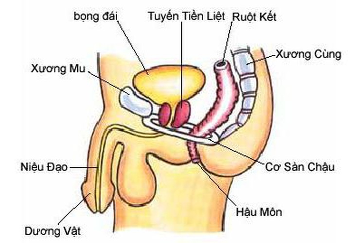 Không cần dùng thuốc, bài tập cơ sàn chậu giúp nam giới trị chứng xuất tinh sớm hiệu quả - Ảnh 2.