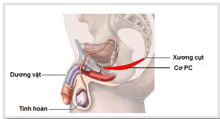 Có nên sử dụng các loại thuốc xịt trị xuất tinh sớm hay không? - Ảnh 4.