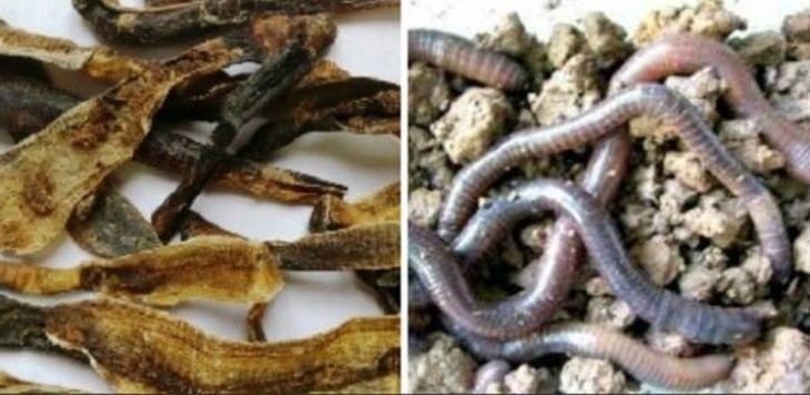 Bộ Y tế nói gì về "Dược liệu Địa long có tác dụng phòng chống COVID-19"   - Ảnh 1.