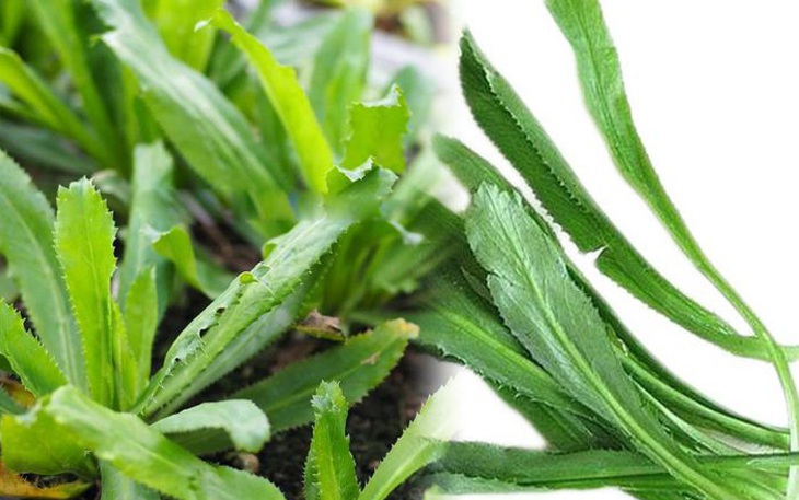 Rau mùi tàu- vị thuốc tốt trị các chứng bệnh thông thường