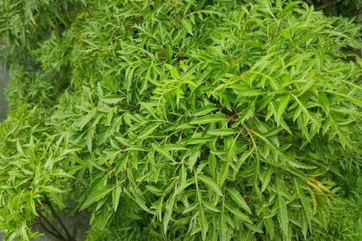 Món ăn, nước uống trị mất ngủ - Ảnh 3.