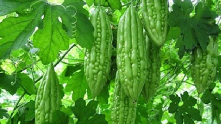 Mướp đắng – hữu ích với nhiều bệnh - Ảnh 1. Mướp đắng – hữu ích với nhiều bệnh - Ảnh 1.