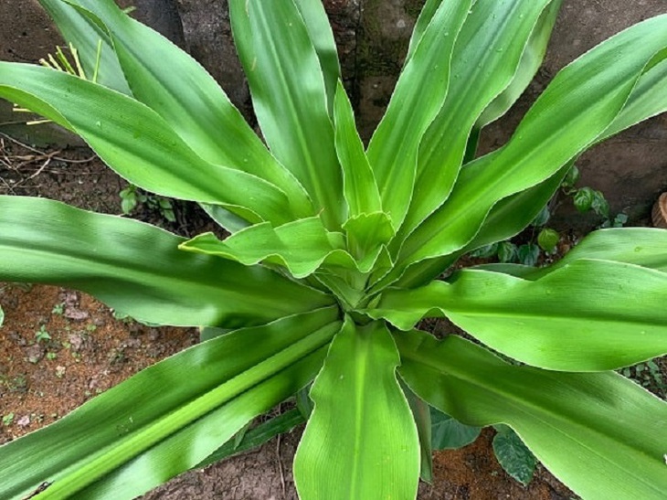 Làm sao để cải thiện tiểu đêm, tiểu nhiều lần do phì đại tiền liệt tuyến? - Ảnh 3.