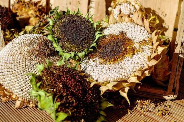 photo-1630307932460
