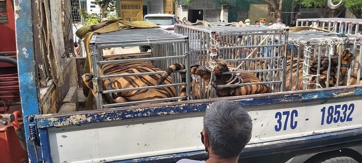 Nghệ An bắt giữ 17 cá thể hổ nuôi nhốt trái phép trong nhà dân - Ảnh 2. Nghệ An bắt giữ 17 cá thể hổ nuôi nhốt trái phép trong nhà dân - Ảnh 2.