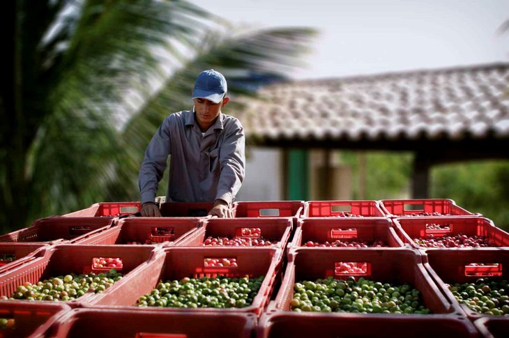 Bên trong nông trại hữu cơ làm nên những sản phẩm Amway chất lượng - Ảnh 3.