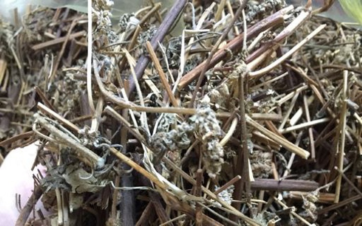 Trị vẩy nến da đầu với bài thuốc Tiêu phong tán