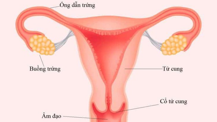 Tắc ống dẫn trứng: Nguyên nhân gây vô sinh thường bị bỏ qua - Ảnh 1.