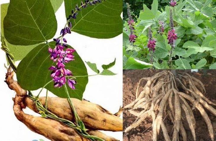 Cát căn – giải cơ, thoái nhiệt, trị tiêu chảy - Ảnh 1. Cát căn – giải cơ, thoái nhiệt, trị tiêu chảy - Ảnh 1.