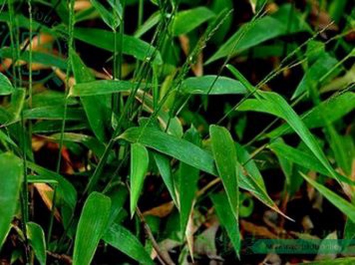 Phương thuốc hay trị cảm sốt, miệng khô khát - Ảnh 2. Phương thuốc hay trị cảm sốt, miệng khô khát - Ảnh 2.