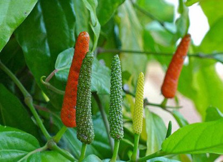 Thảo mộc quý cho người huyết áp cao - Ảnh 2.