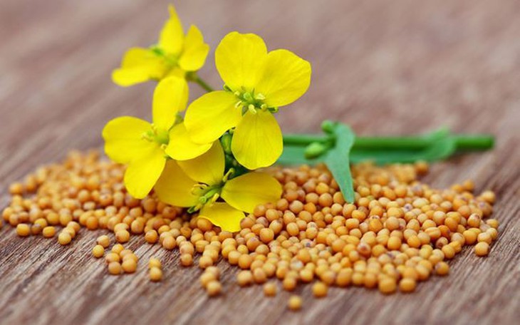 Hợp hoan bì - an thần, giải uất, tiêu ung - Ảnh 3.